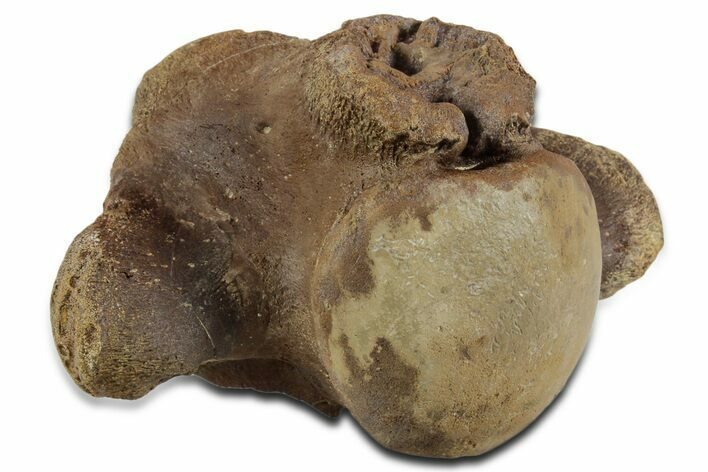 Large Fossil Mosasaur (Tylosaurus) Cervical Vertebra - Texas #351222